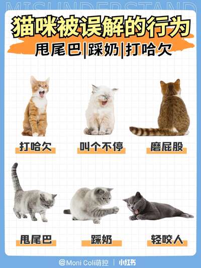 猫咪被误解最深的6个行为：翻垃圾桶不是报复，推杯子不是手贱