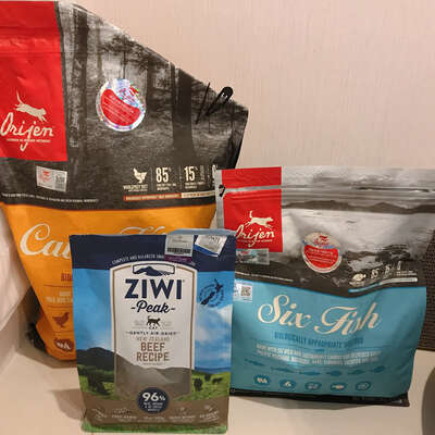 你家猫咪到底吃什么才健康？从主食到零食的完整喂养体系