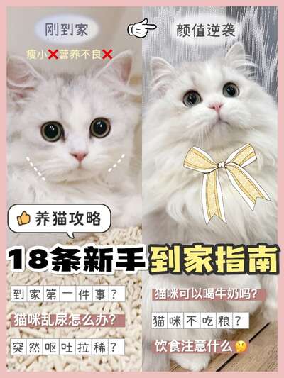 猫咪护食怎么办：从根源解决吃饭时的攻击行为