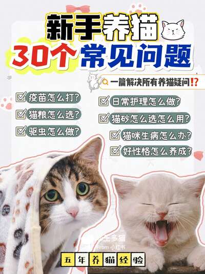 新手养猫30个常见问题全解答，一篇搞定所有疑问