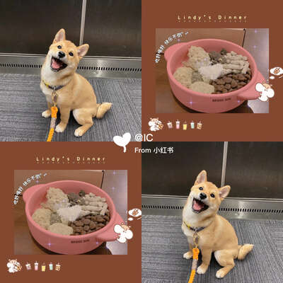 柴犬喂养全攻略：从4月龄幼犬到成犬的饮食指南