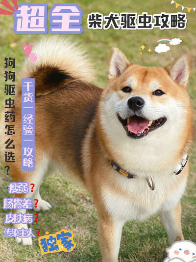 狗狗驱虫全攻略：体内体外驱虫方法与药物推荐