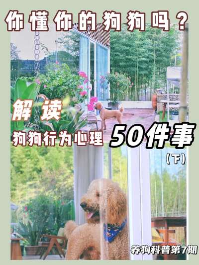 狗狗50个行为动作全解读：从转圈圈到打滚，读懂你的毛孩子