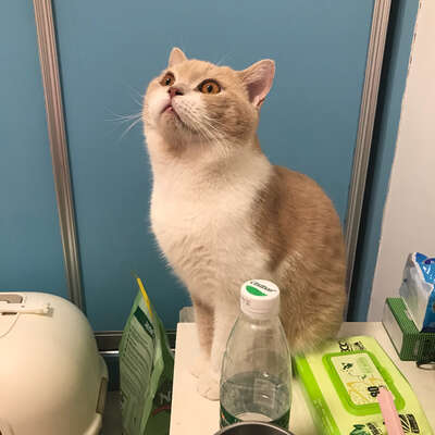 英短蓝猫到底有多能长肉？我家三只一对比，差距太明显了