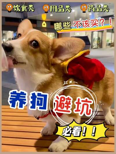 新手养狗用品清单：32件必买和不必买全整理