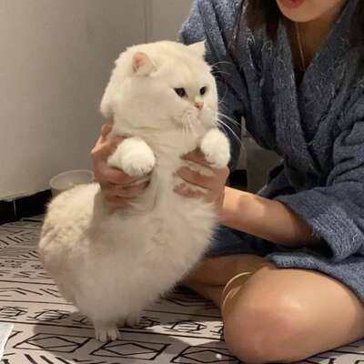 猫咪刷牙实操指南：从抗拒到配合的分步骤训练法