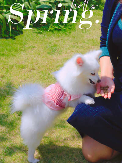 领养代替购买：一只被遗弃博美犬的重生故事
