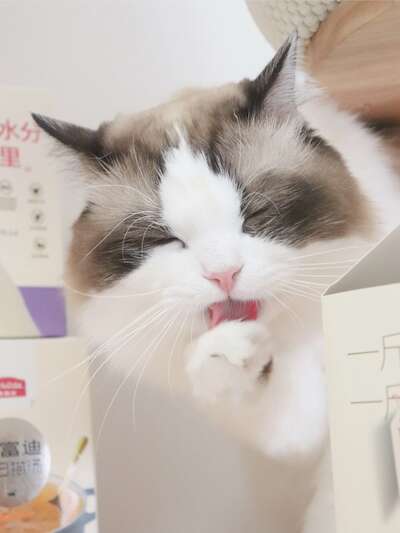猫咪不爱喝水怎么办？麦富迪每日猫汤三种口味实测，补水效果肉眼可见