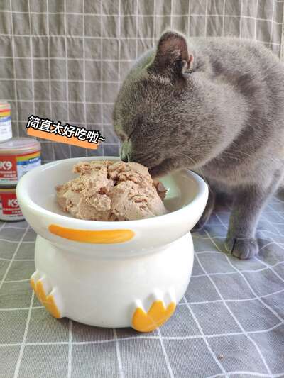 双十二猫咪囤货指南：亲测不踩雷的日常好物，铲屎官照着买就对了