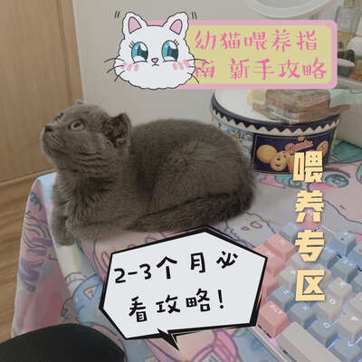 英短蓝猫幼猫喂养全攻略：选粮换粮防软便