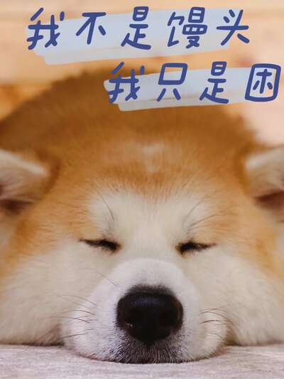 狗冻干零食怎么选：K9羊肚到Raw Essential全分享