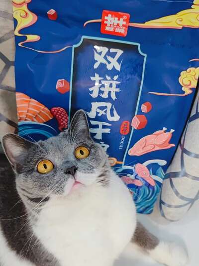 猫咪刷牙全攻略：从抗拒到配合的完整训练法