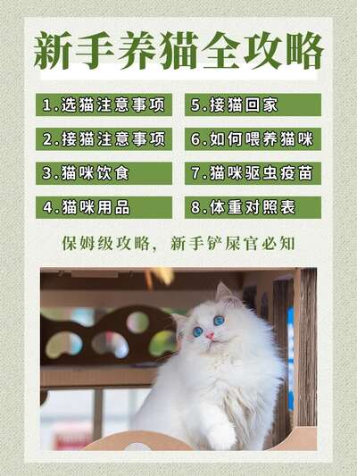 不会接猫？看这篇就够了，超全新手接猫养猫攻略
