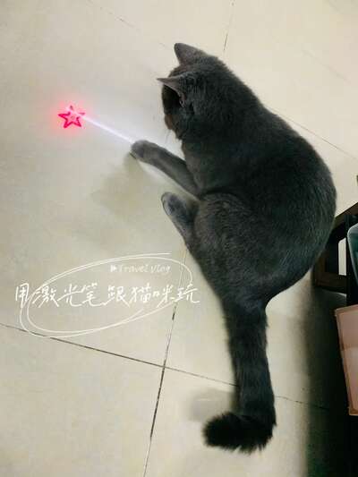猫咪洗澡全攻略：从怕水到配合洗澡，新手铲屎官一看就会