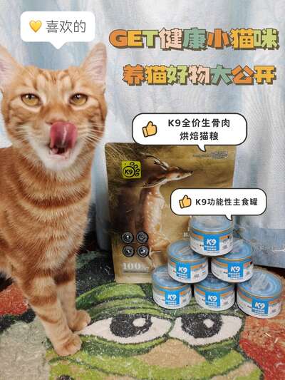 猫咪健康的五个秘密指标：从粑粑状态到毛发光泽的日常自检方法