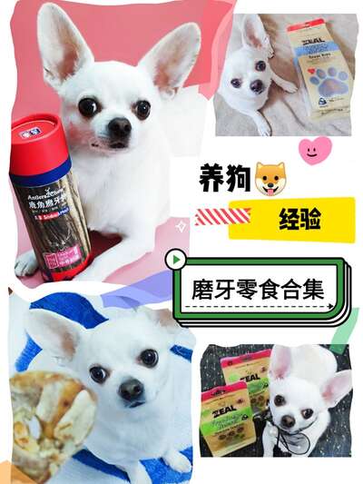 4款热门狗狗磨牙棒横评：从牛肋骨到鹿角，哪款最值得回购？
