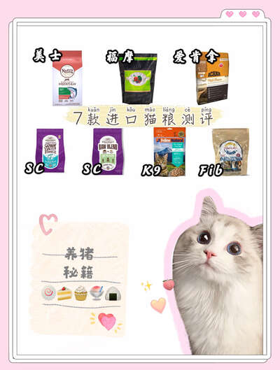 布偶猫品种全解：从起源到饲养，你想知道的都在这里