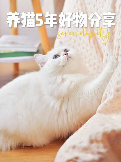 纯自用无广！24款平价养猫宝藏好物大盘点