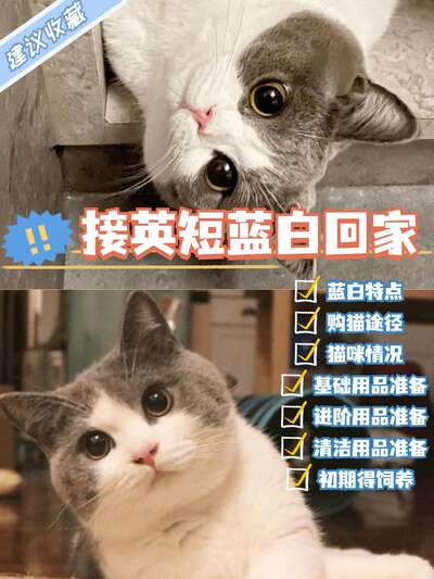 新手养英短蓝白全攻略：从接猫到家到养成胖橘，8个关键步骤