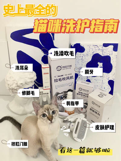 猫咪洗护完全指南：洗澡频率、工具选择和常见误区全解析