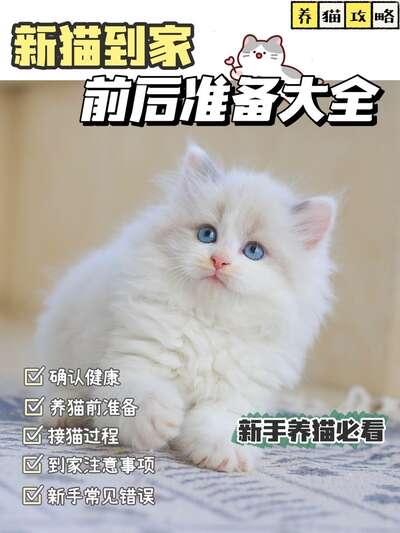 新手养猫完整指南：接猫前后必看清单和常见错误避坑