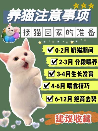幼猫喂养全攻略：从出生到一岁的分阶段饮食指南