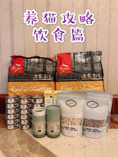 猫咪饮食全攻略：猫粮罐头零食怎么搭配最科学
