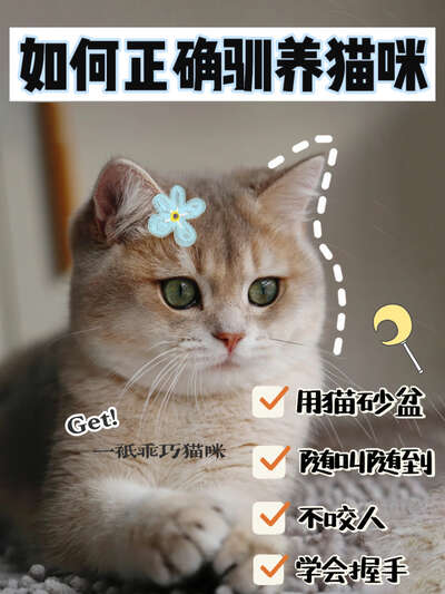 猫咪能学会握手坐下吗？手把手教你训练技巧