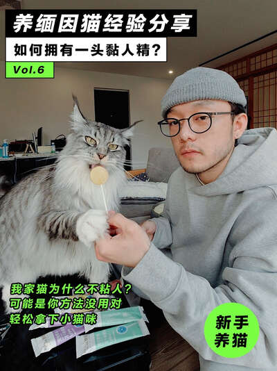 养缅因猫经验分享：教你如何拥有一头黏人精从日常互动到喂养攻略新手必看