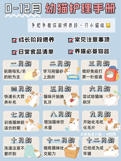 0-12月幼猫护理手册：每个月该做什么一目了然