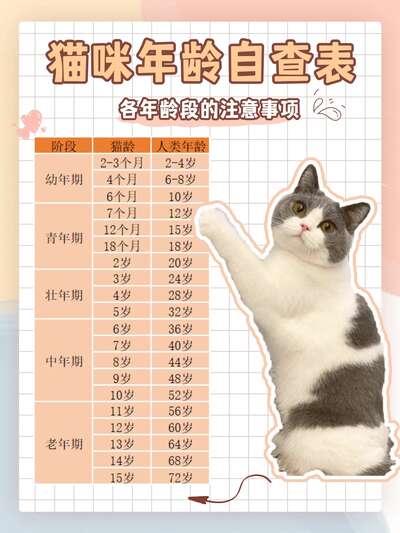 猫咪年龄自查表！各年龄段护理重点全知道
