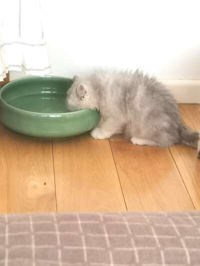 猫水碗9.9元神器：茶洗变猫碗创意方案+4款猫水碗测评