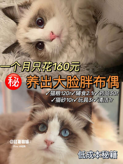 月均160元养出大胖布偶：贫民窟女孩养猫攻略