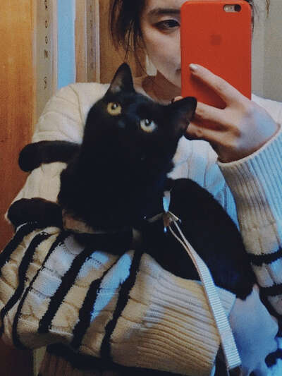 狸花猫：中国本土最顽强的猫种