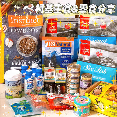 柯基犬到底好不好养？从性格特征到饮食健康全面解析