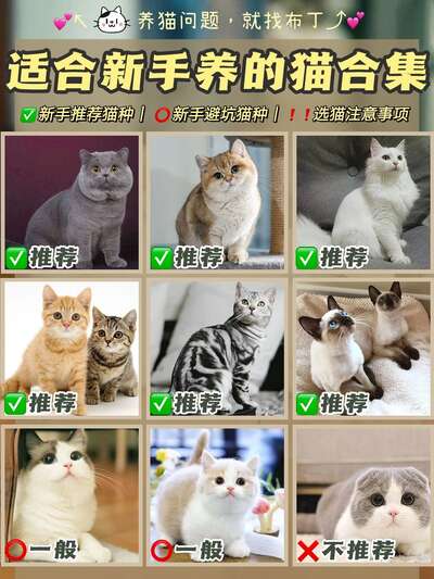 第一次养猫选什么品种：性格与生活方式的匹配指南