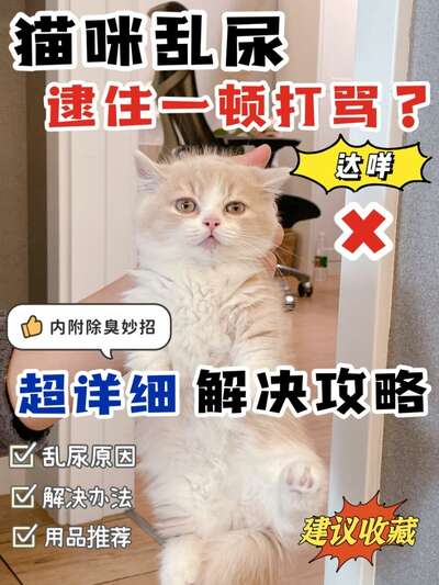 猫咪乱尿的5个真实原因：不是报复，是信号