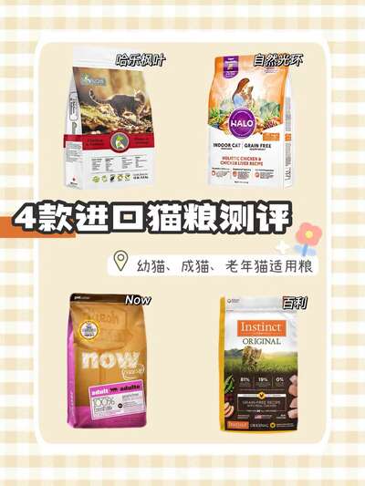 老年猫护理全指南：七岁以上猫咪的健康变化饮食调整与日常照护要点