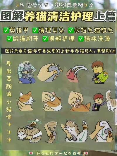 新手铲屎官必看：猫咪剪指甲清理耳朵梳毛全套护理实操图解