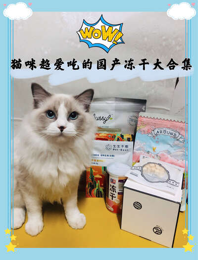 国产猫冻干推荐：5款适口性好的平价冻干零食测评