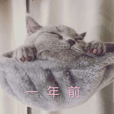英短和加菲猫养起来差别有多大？我家两只对比了一年，结论很扎心