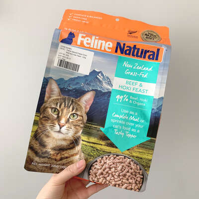 第一次养猫要做好的10个心理准备