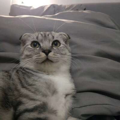 猫咪洗澡太折腾？试试这5种免洗方案