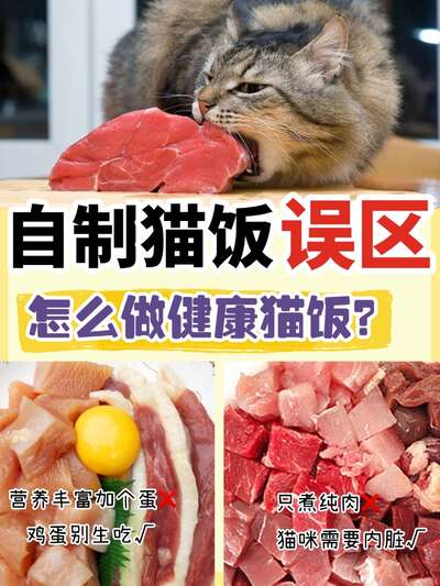 自制猫饭最容易踩的5个坑，八成新手第一个就中招了