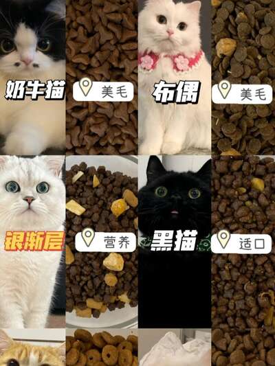宠物行业水深到底有多深？从猫粮选品到渠道内幕的全揭露