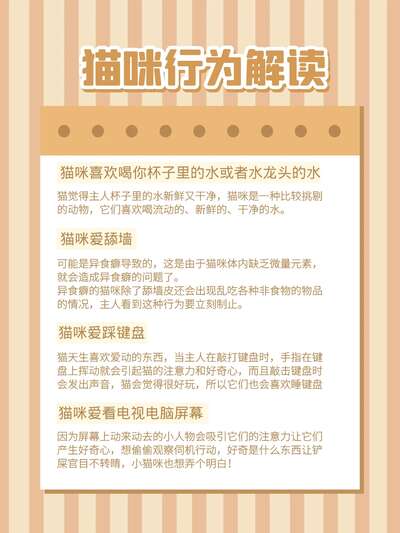 超全猫咪行为解读：十大常见动作背后的真实含义你读懂了吗
