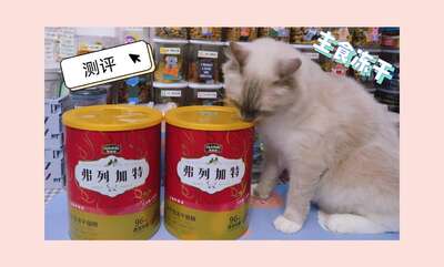 布偶猫品种全解析：从选购到喂养，一篇就够了