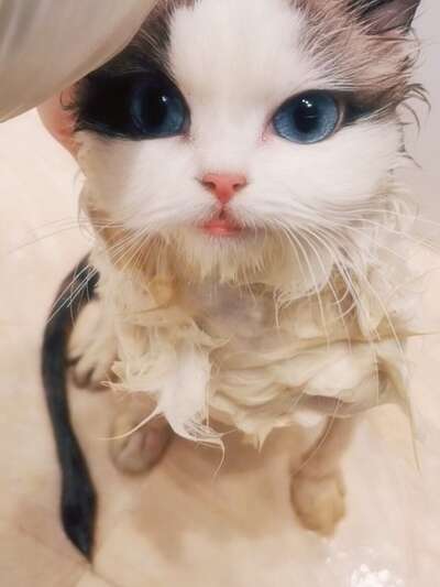 猫咪洗澡正确方式：不强迫也能让猫干干净净