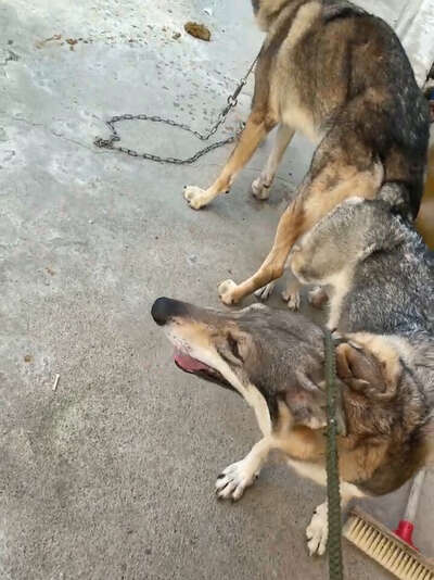 犬类发情周期百科：从第一次发情到绝育决策完整知识