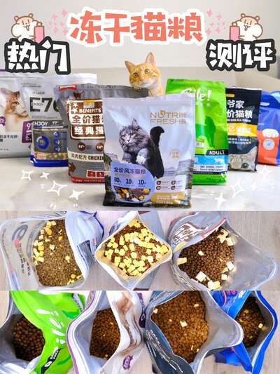 冻干猫粮到底值不值得买？5款热门品牌真实测评